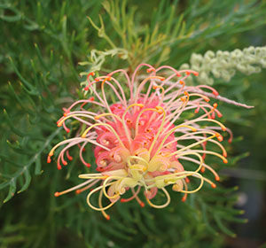Glendora Gardens - Grevillea Peaches And Cream