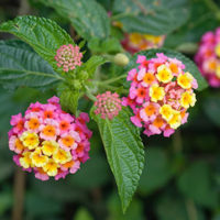 Glendora Gardens - Lantana Bandana Pink