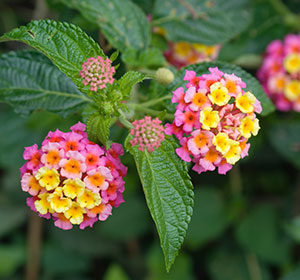 Glendora Gardens - Lantana Bandana Pink