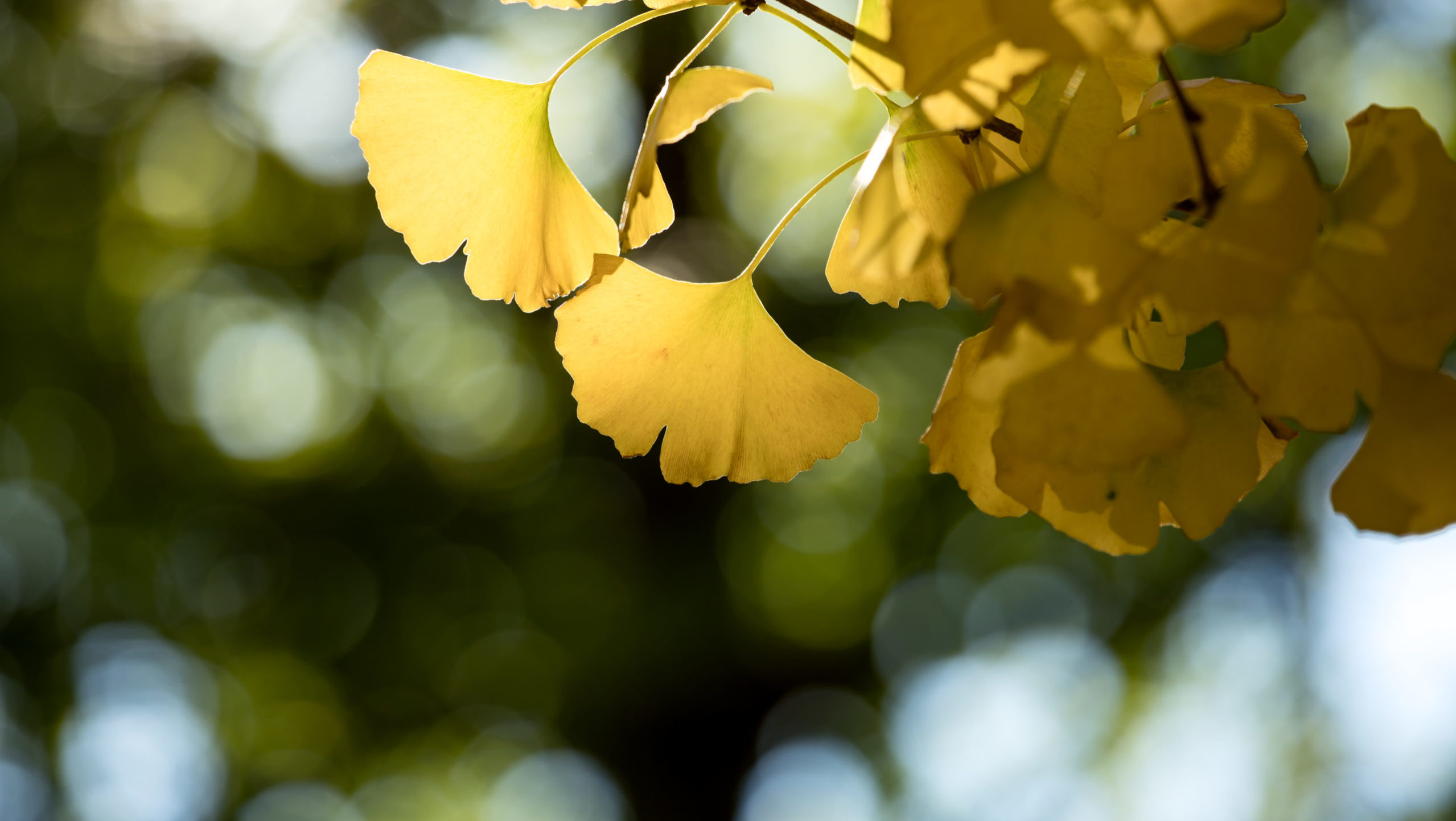 Close-Up Of Yellow Flowering Plant