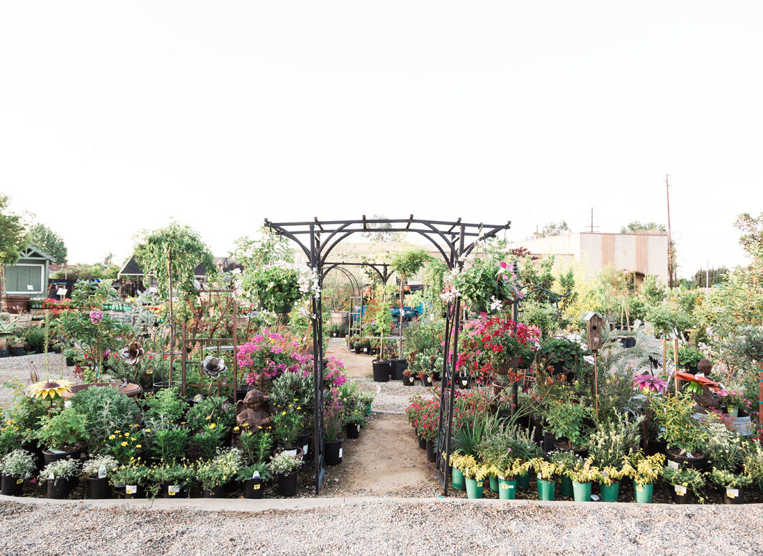 Nursery plants and garden decor Nursery plants and garden decor