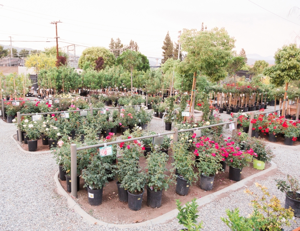 Assorted nursery flowers and trees