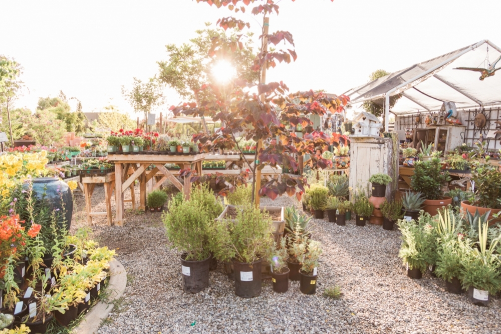 Nursery plants