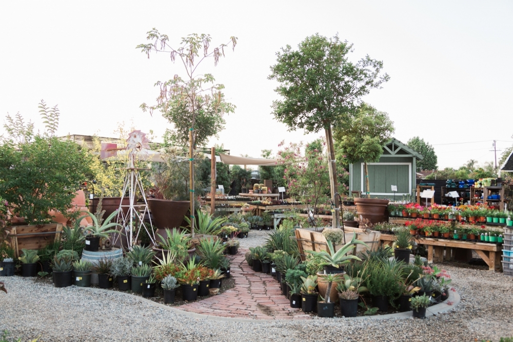 Assorted nursery plants