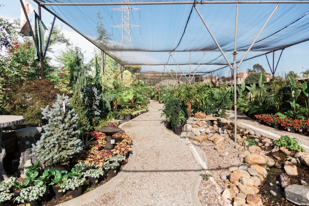 Nursery pathway and creek