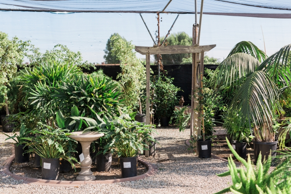 Assorted plants and archway