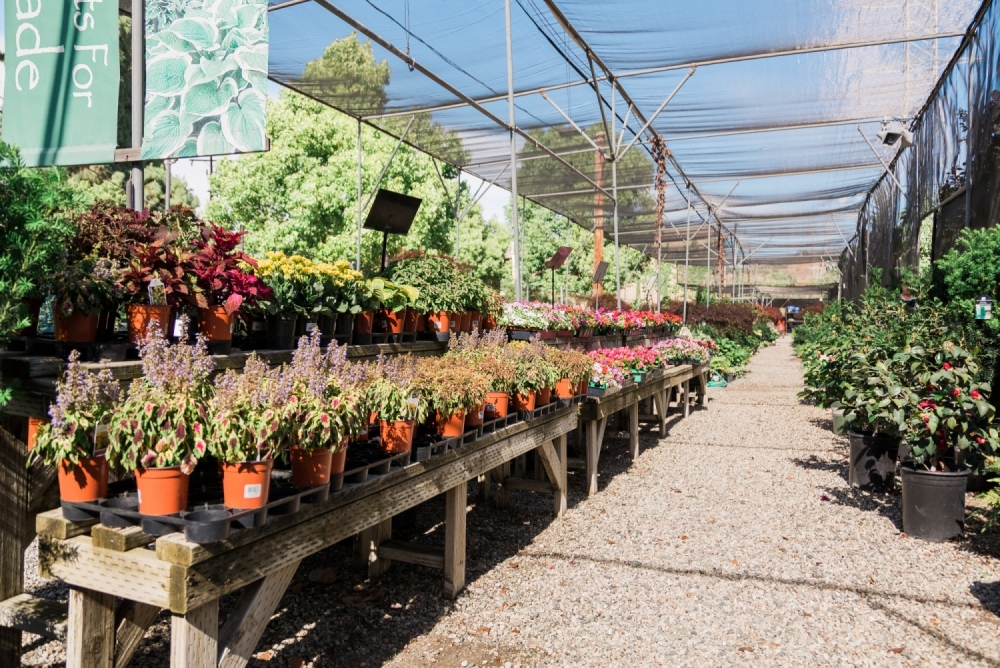 Assorted shrubs and flowers