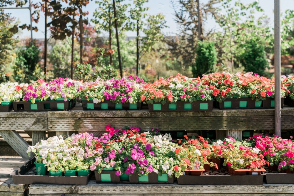 Assorted Flowers