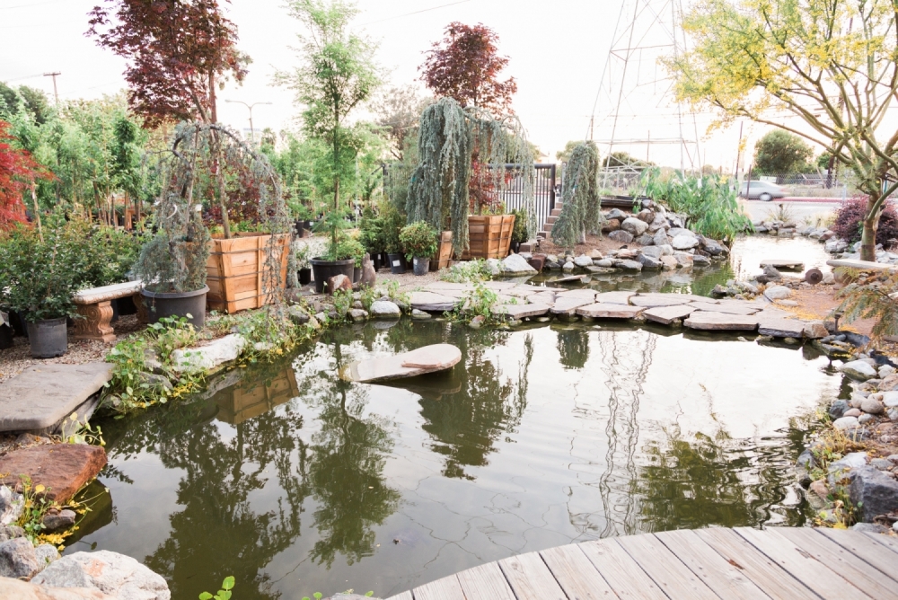 Pond feature