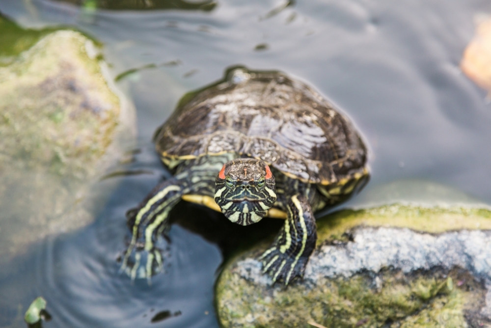 Red eared slider turtle