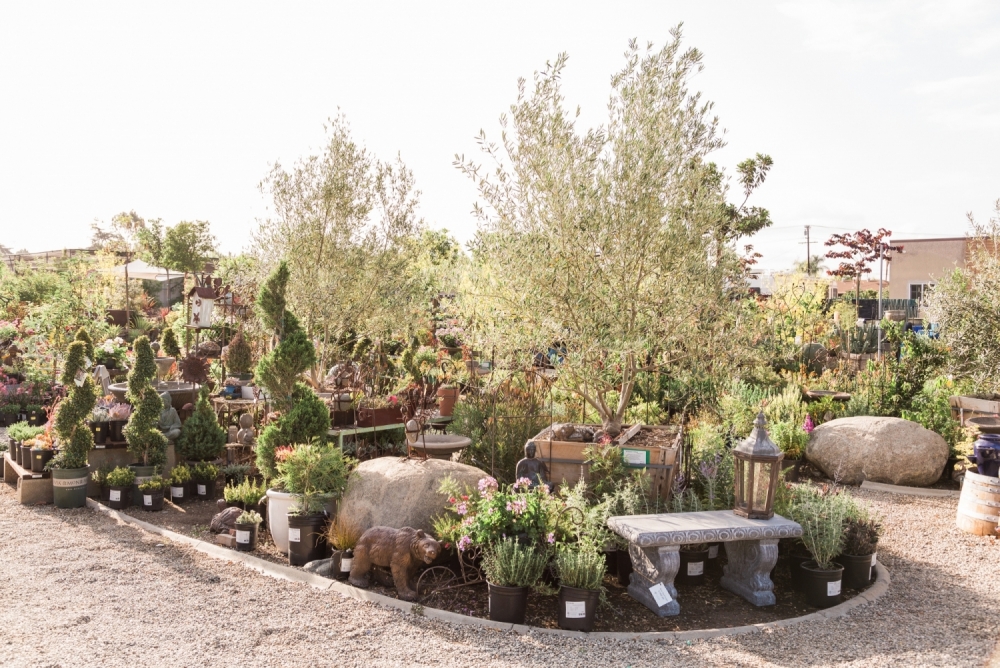 Assorted nursery plants