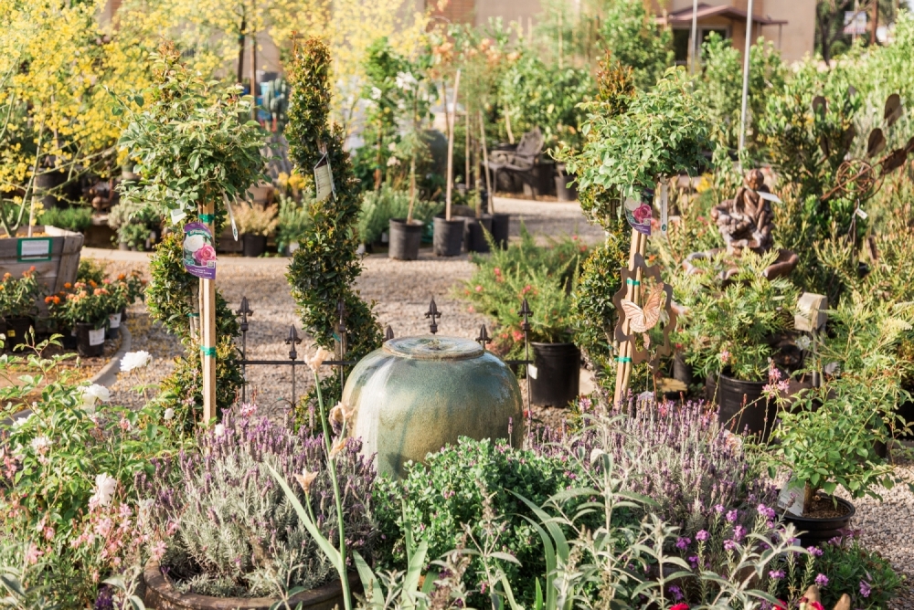 Assorted nursery plants