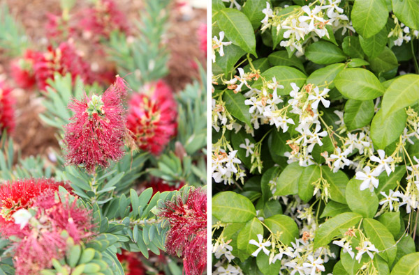Closeup flowering plants
