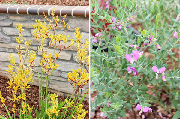 Closeup plants