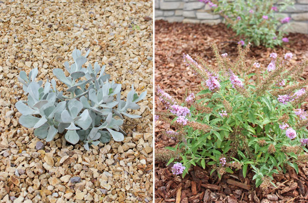 Closeup plants