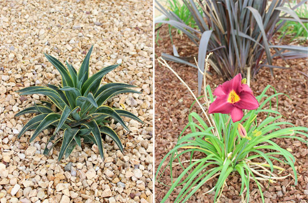 Closeup plants