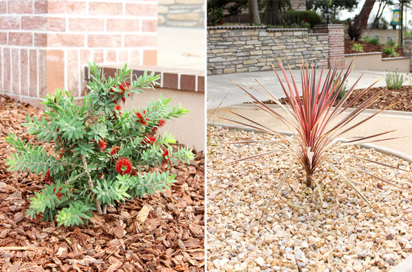 Closeup plants