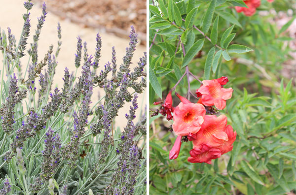 Flowering plants