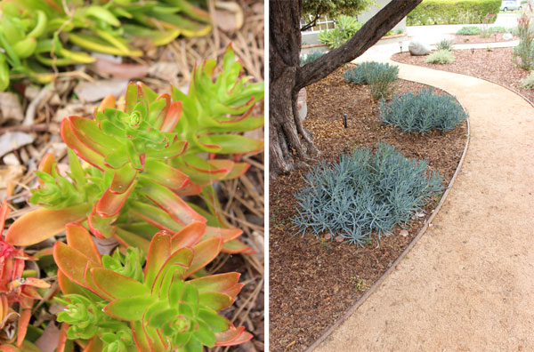 Closeup plants