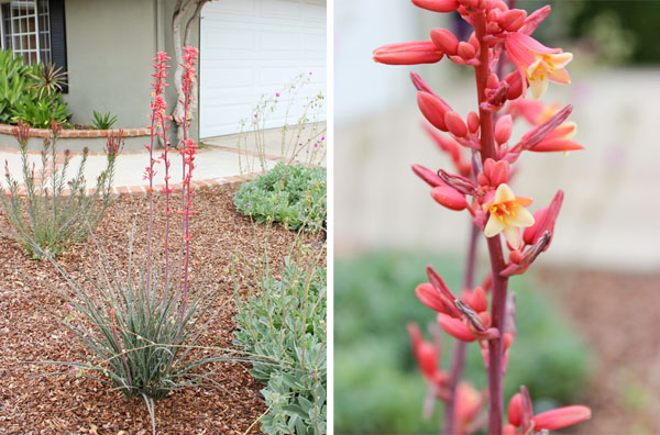 Flowering plant