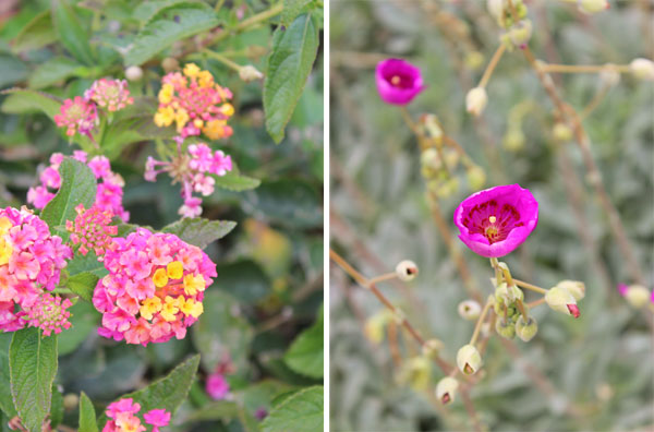 Flowering plants