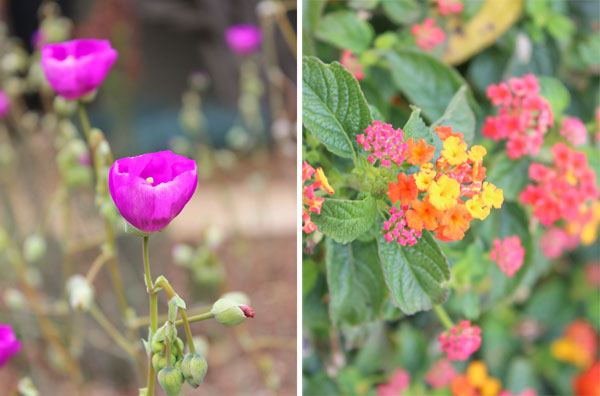 Closeup flowers