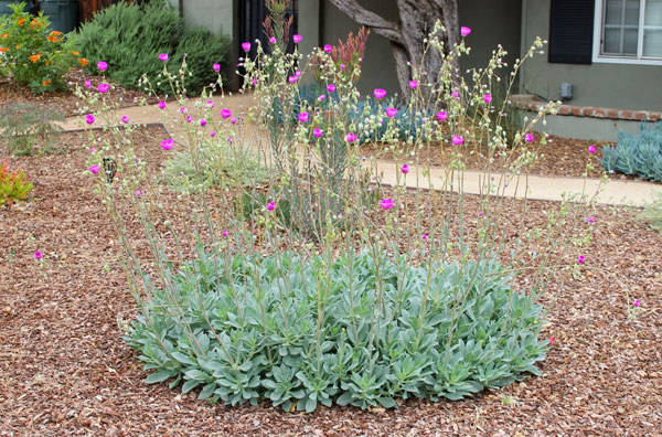 Flowering plant