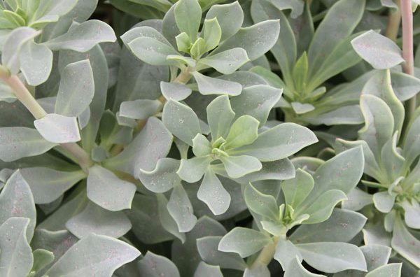 Closeup plant
