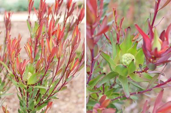 Closeup plant