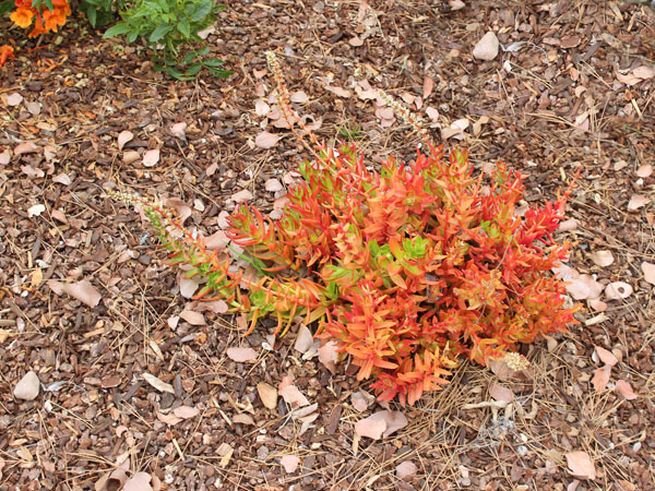 Closeup plant