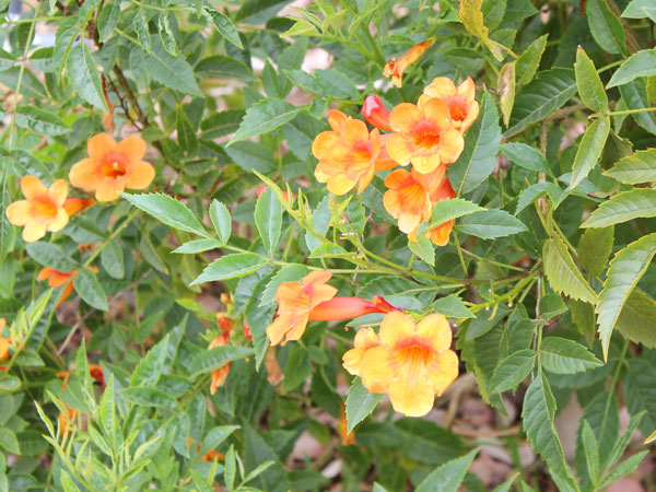 Flowering Plant