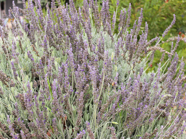 Flowering plant