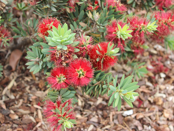 Closeup plant