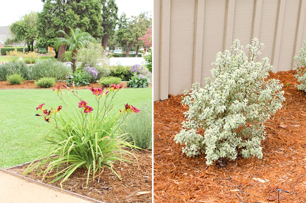 Plants with mulch