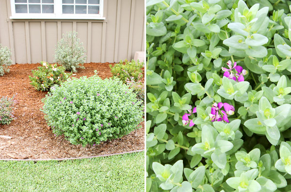 Up close shrub view