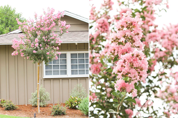 Tree in bloom