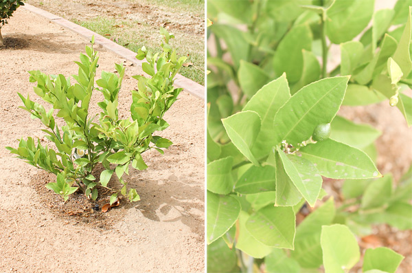 Plant close up