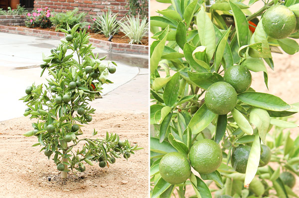 Plant close up