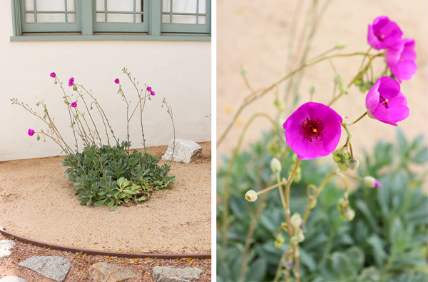 Flowering Plant