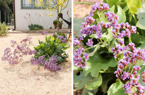 Flowering plant