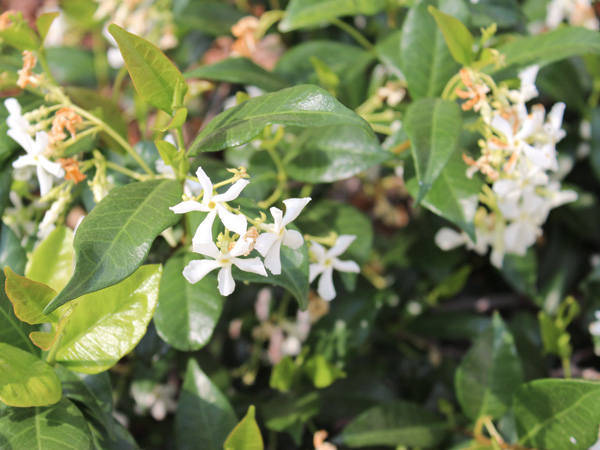 Flowering plant