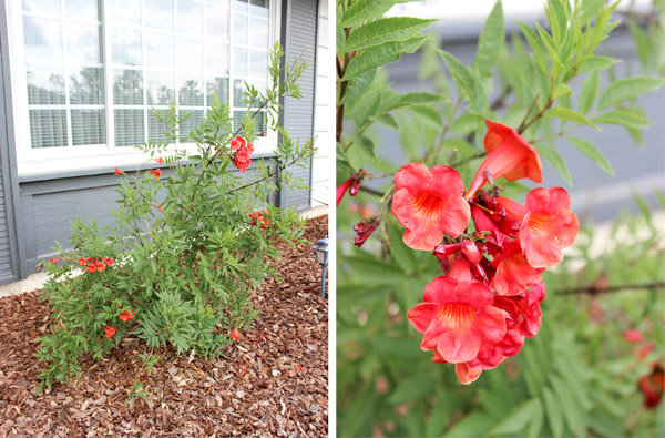 Flowering plant