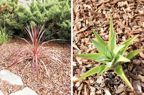 Closeup plants