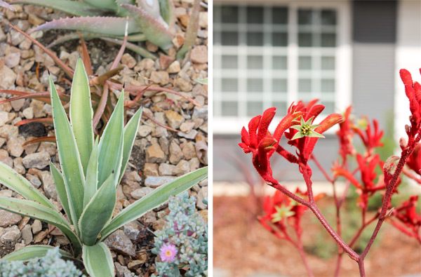 Closeup plants