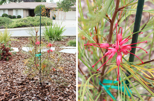 Flowering plant