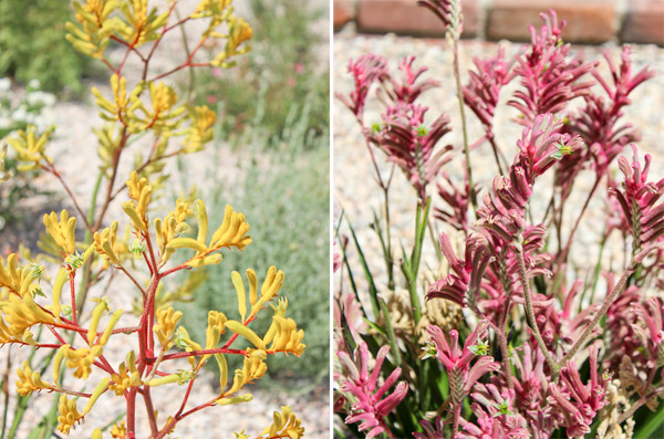 Kangaroo Paw plant