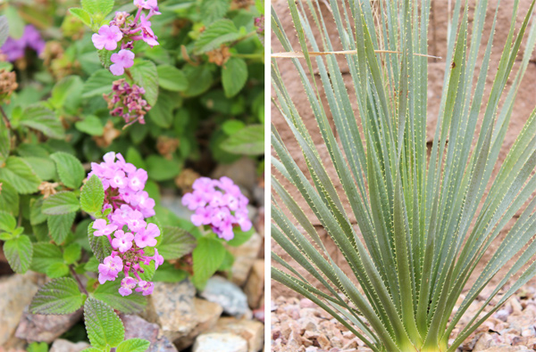 Closeup plants