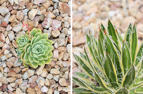 Closeup succulents