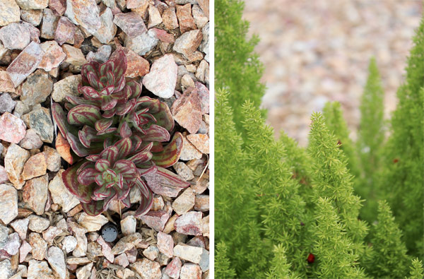 closeup plants