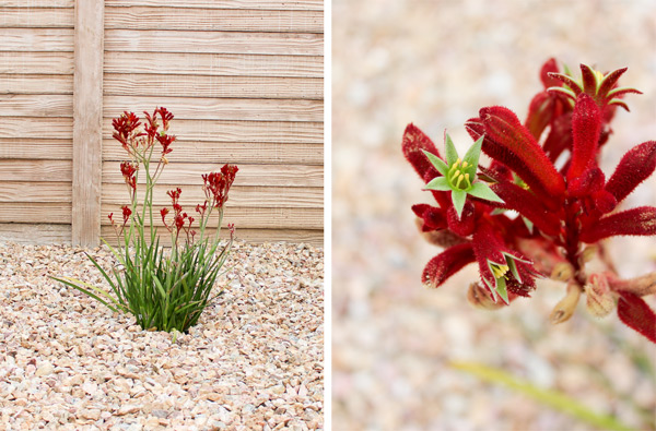 closeup red kangaroo paw